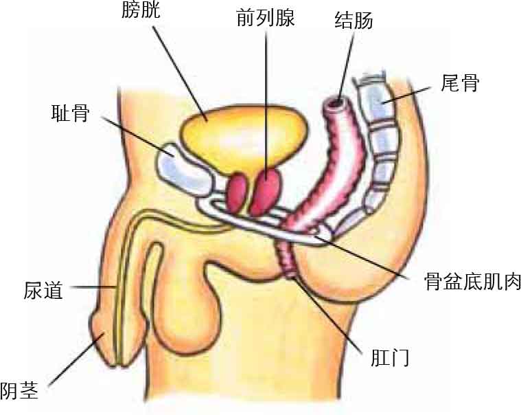 Pelvic Floor Muscles