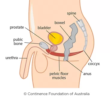 Male pelvic floor muscles